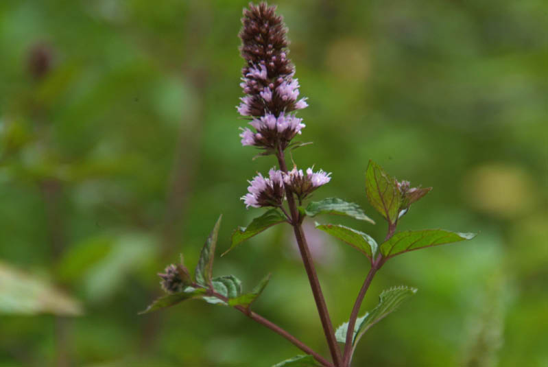 Mentha x piperita 'Nigra'Pepermunt bestellen